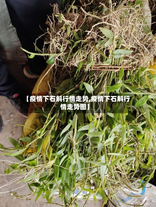 【疫情下石斛行情走势,疫情下石斛行情走势图】