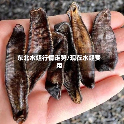 东北水蛭行情走势/现在水蛭费用