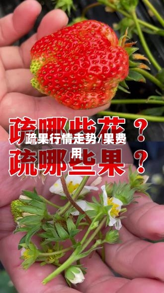 疏果行情走势/果费用