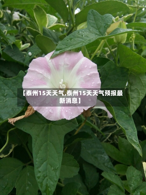 【泰州15天天气,泰州15天天气预报最新消息】