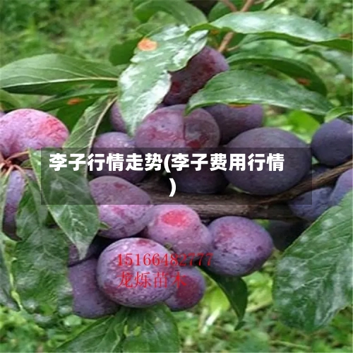 李子行情走势(李子费用行情)