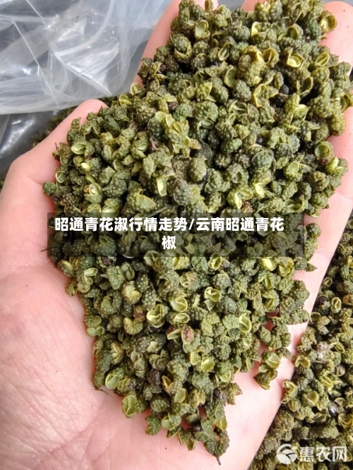 昭通青花淑行情走势/云南昭通青花椒