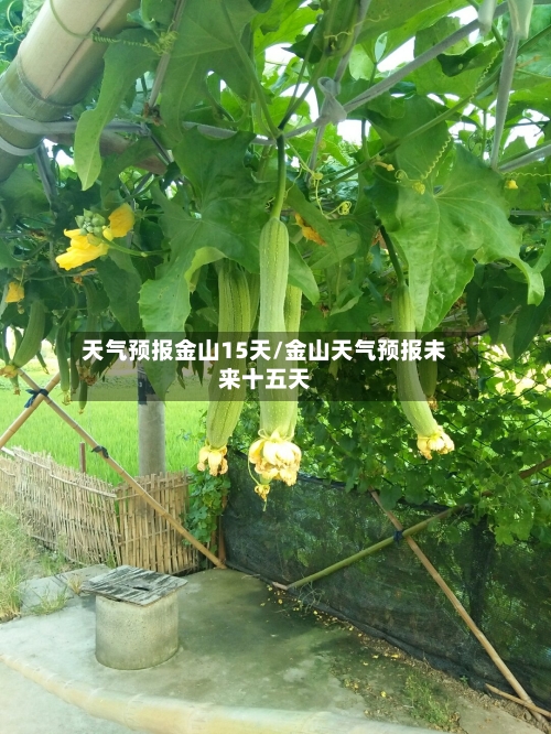 天气预报金山15天/金山天气预报未来十五天