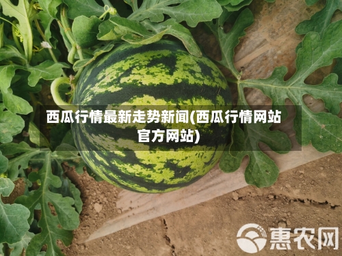 西瓜行情最新走势新闻(西瓜行情网站官方网站)