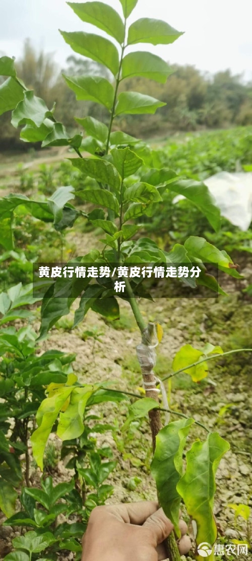 黄皮行情走势/黄皮行情走势分析