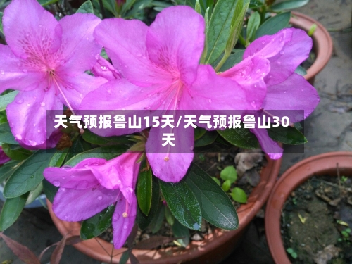 天气预报鲁山15天/天气预报鲁山30天