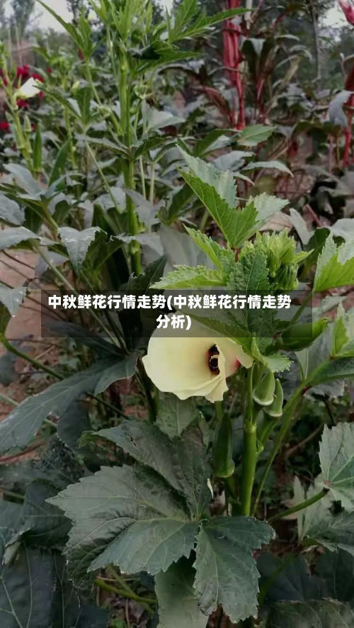 中秋鲜花行情走势(中秋鲜花行情走势分析)