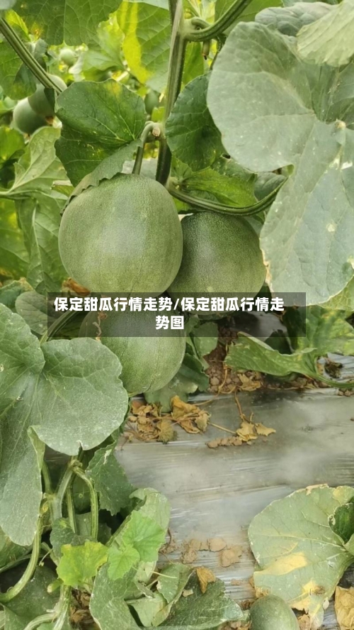 保定甜瓜行情走势/保定甜瓜行情走势图