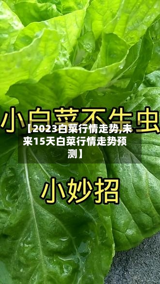 【2023白菜行情走势,未来15天白菜行情走势预测】