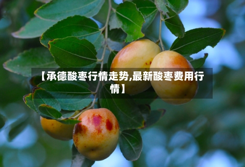 【承德酸枣行情走势,最新酸枣费用行情】