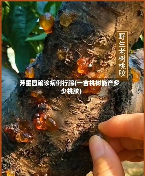 芳星园确诊病例行踪(一亩桃树能产多少桃胶)