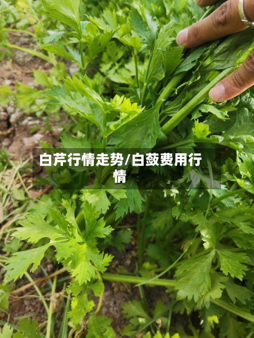 白芹行情走势/白蔹费用行情