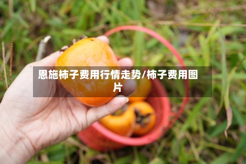 恩施柿子费用行情走势/柿子费用图片