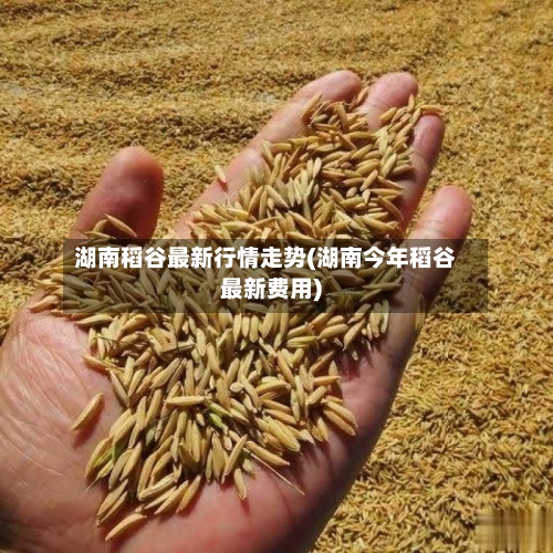湖南稻谷最新行情走势(湖南今年稻谷最新费用)