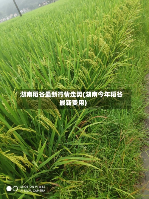 湖南稻谷最新行情走势(湖南今年稻谷最新费用)