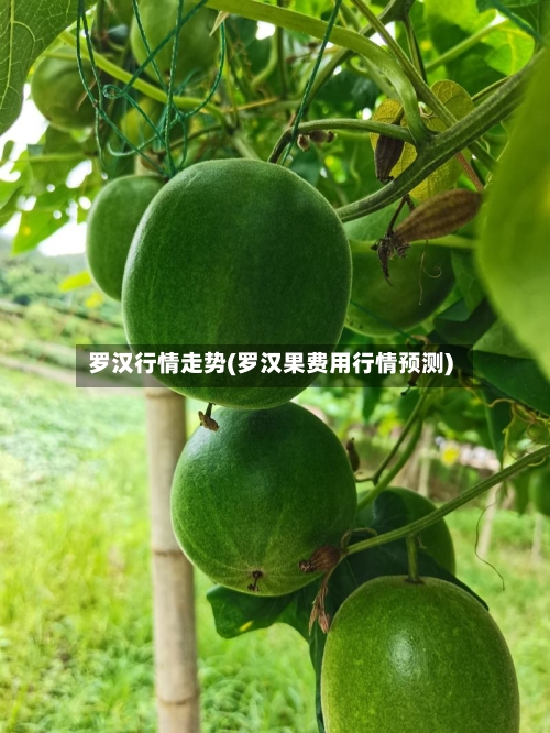 罗汉行情走势(罗汉果费用行情预测)