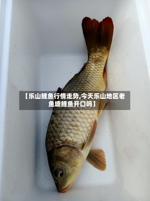 【乐山鲤鱼行情走势,今天乐山地区老鱼塘鲤鱼开口吗】