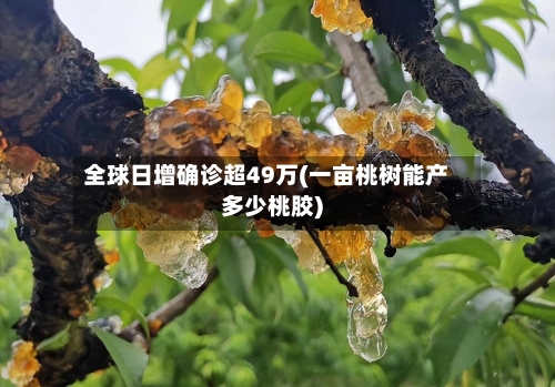 全球日增确诊超49万(一亩桃树能产多少桃胶)