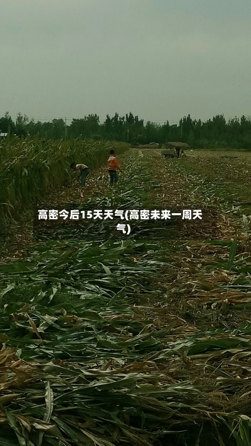 高密今后15天天气(高密未来一周天气)