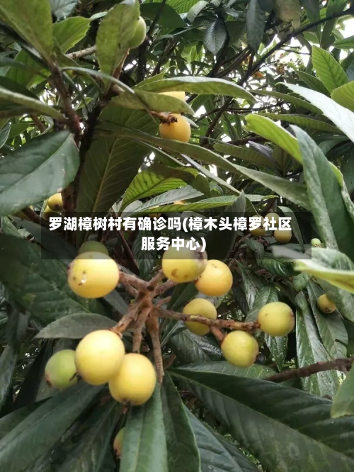 罗湖樟树村有确诊吗(樟木头樟罗社区服务中心)