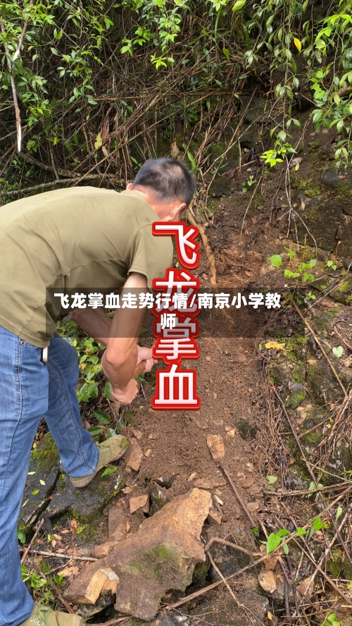 飞龙掌血走势行情/南京小学教师