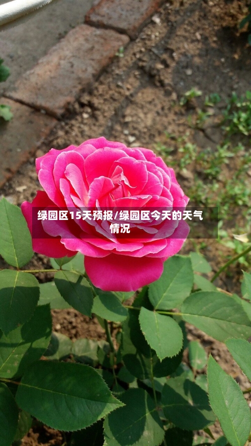 绿园区15天预报/绿园区今天的天气情况