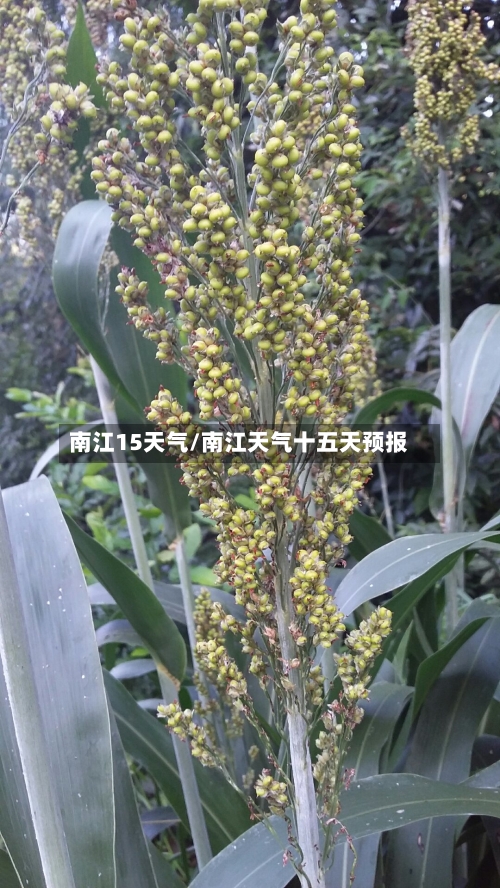南江15天气/南江天气十五天预报