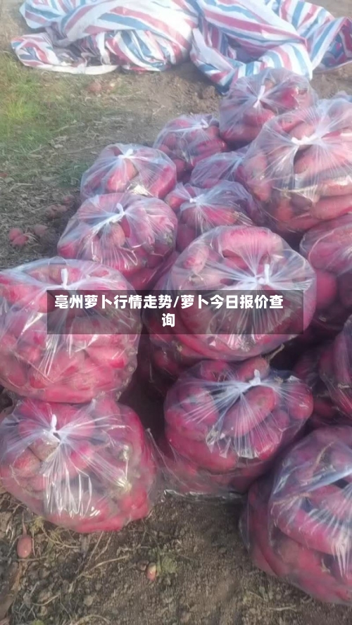 亳州萝卜行情走势/萝卜今日报价查询