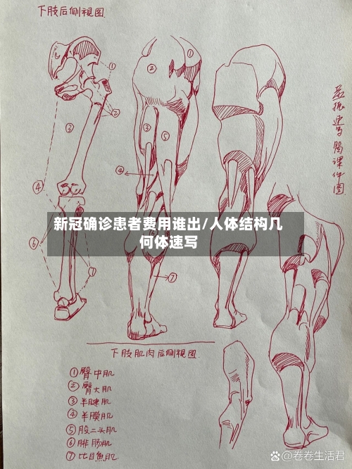 新冠确诊患者费用谁出/人体结构几何体速写
