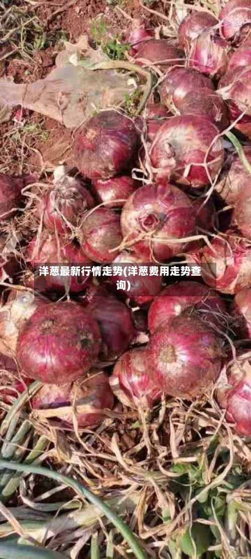 洋葱最新行情走势(洋葱费用走势查询)
