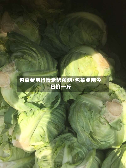 包菜费用行情走势预测/包菜费用今日价一斤