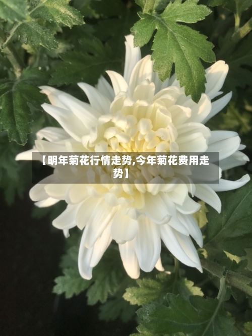 【明年菊花行情走势,今年菊花费用走势】