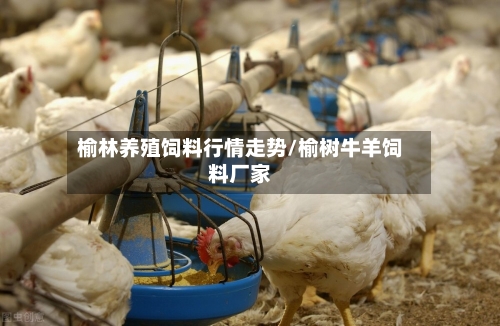 榆林养殖饲料行情走势/榆树牛羊饲料厂家