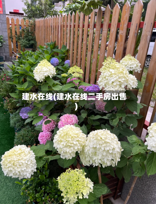 建水在线(建水在线二手房出售)