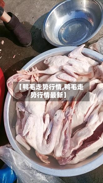 【鸭毛走势行情,鸭毛走势行情最新】
