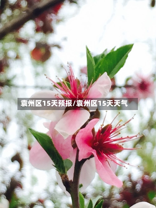 袁州区15天预报/袁州区15天天气