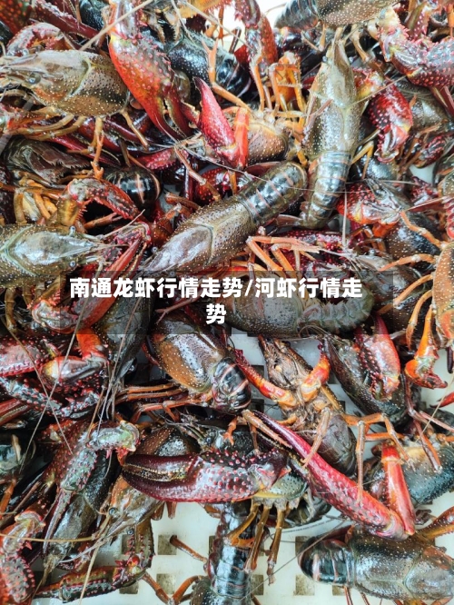 南通龙虾行情走势/河虾行情走势